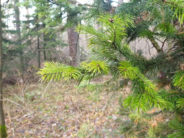 Primo Piano Rami Abete Rosso Una Foresta Sotto Luce Del — Foto Stock