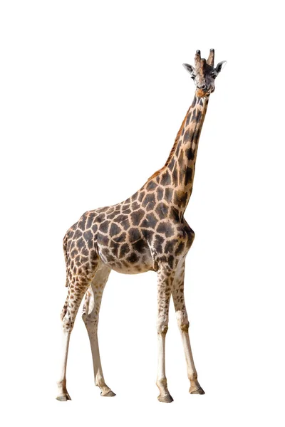 Tall Spotted Beautiful Giraffe Isolated White Background — Stock Photo, Image