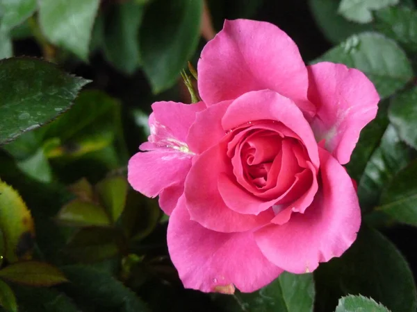 Eine Nahaufnahme Einer Rosa Rose — Stockfoto