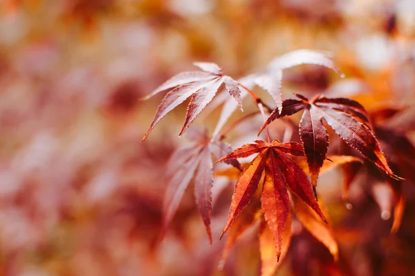 Селективный Снимок Красных Осенних Листьев Идеально Подходит Обоев — стоковое фото