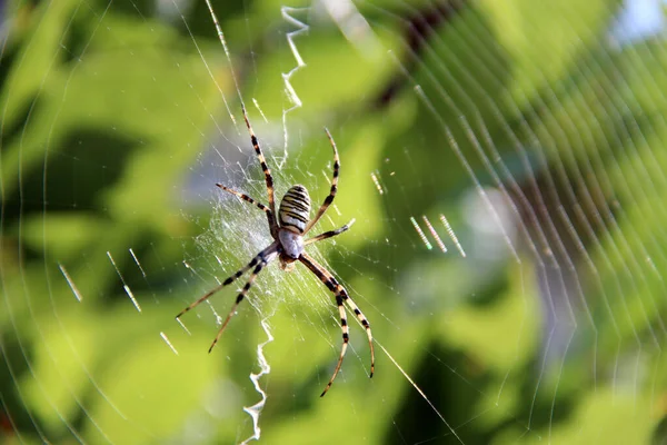 Gros Plan Toile Araignée — Photo