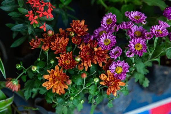 Bulanık Bir Arka Planı Olan Bir Bahçede Farklı Saksı Çiçeklerinin — Stok fotoğraf