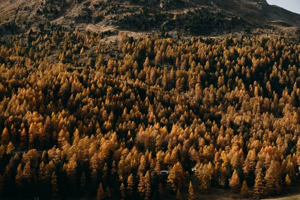 Yoğun Bir Dağ Yamacının Renkli Sonbahar Yapraklarıyla Kaplı Fantastik Bir — Stok fotoğraf
