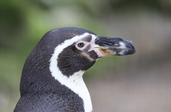 Uma Foto Perfil Pinguim Humboldt Fundo Embaçado — Fotografia de Stock