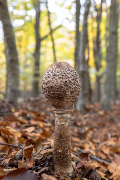 Plan Vertical Champignon Parasol Dans Forêt — Photo