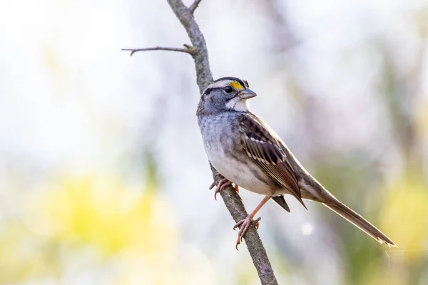 Plan Sélectif Moineau Mignon Perché Sur Une Branche — Photo