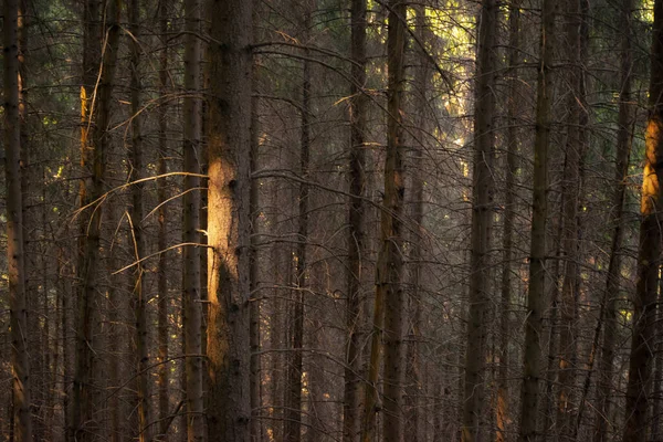Tronchi Alberi Alto Fusto Nella Foresta — Foto Stock