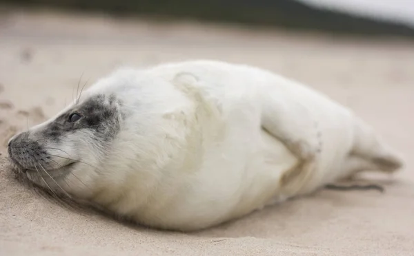 Närbild Ett Bedårande Grått Hav Som Ligger Sandstranden — Stockfoto