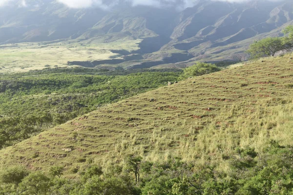 Grön Landskap Ranch Utsikt Med Moln Mönster Maui Hawaii — Stockfoto