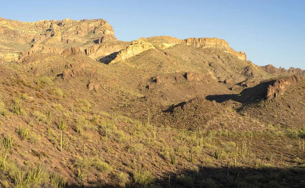 Ajo Arizona Estados Unidos Septiembre 2020 Saguaro Cactus Organ Pipe — Foto de Stock