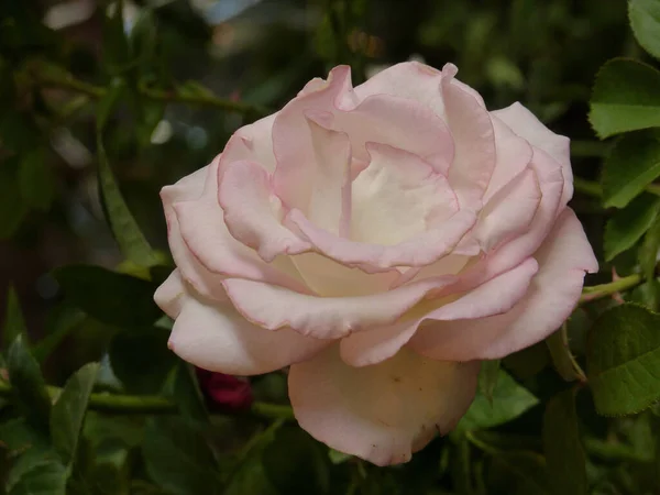Primer Plano Una Hermosa Rosa Blanca Plena Floración Que Crece —  Fotos de Stock