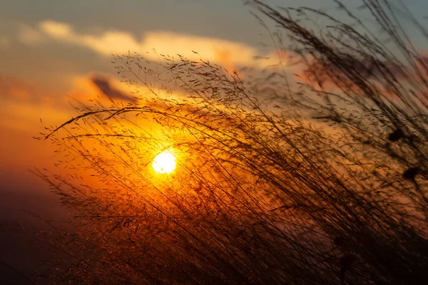 Захід Сонця Трави Золоті Години — стокове фото
