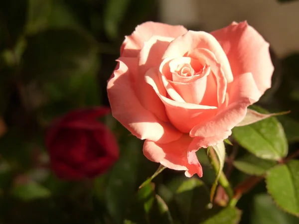 Eine Nahaufnahme Einer Rosa Rose — Stockfoto