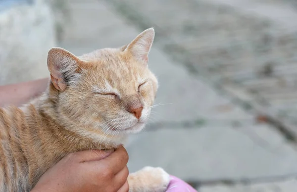 Primer Plano Lindo Gato Con Los Ojos Cerrados — Foto de Stock