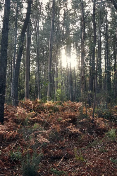 Pionowe Ujęcie Ścieżki Otoczonej Drzewami Pokrytymi Suszonymi Liśćmi Lesie Jesienią — Zdjęcie stockowe