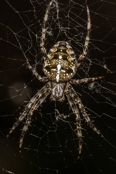 蜘蛛网上蜘蛛夜间在网上的一个垂直的特写镜头 — 图库照片