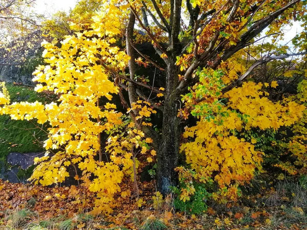 Amazing Shot Autumnal Forest Landscape Larvik Norway — Stock Photo, Image