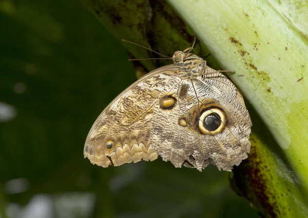 一只褐色蝴蝶栖息在自然界的绿色植物上的宏观照片 — 图库照片