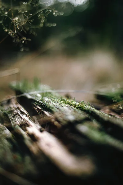 森の中で乾燥した植物のクローズアップショット — ストック写真