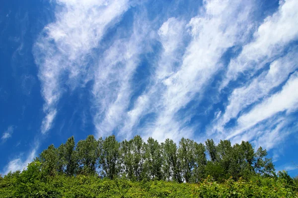 Low Angle Shot Trees Blue Sky Background — Stock Photo, Image