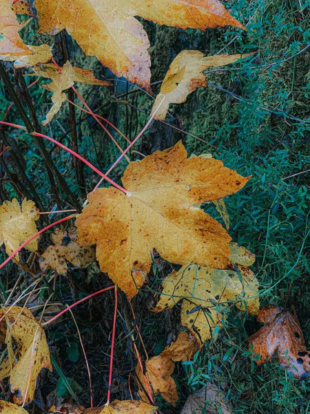 Eine Vertikale Aufnahme Bunter Herbstblätter — Stockfoto
