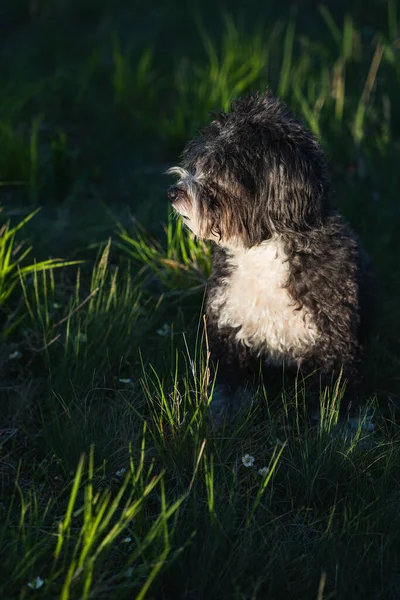 Una Toma Vertical Lindo Perro Faldero Campo —  Fotos de Stock