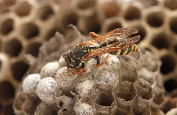 Eine Nahaufnahme Von Bienen Auf Einem Bienenstock — Stockfoto