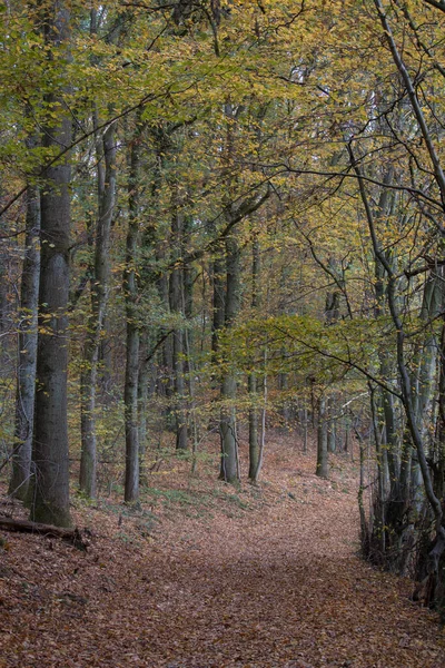 Uma Bela Foto Uma Paisagem Floresta Outonal — Fotografia de Stock