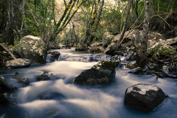 Rio Com Pedras Uma Floresta — Fotografia de Stock