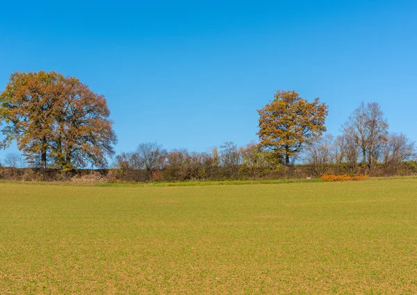 Eine Schöne Aufnahme Von Einem Grünen Feld — Stockfoto