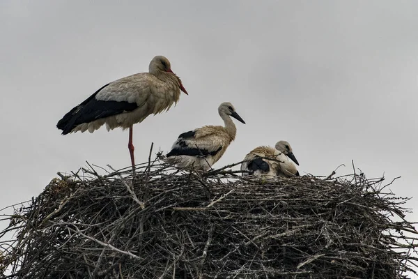 Closeup Shot Storks Nest — Stock Photo, Image