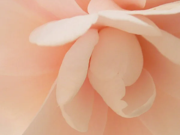 Closeup Shot Camellia — Stock Photo, Image