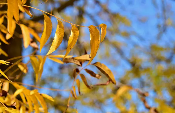 Zlatožluté Listy Čekající Pád Stromu Během Podzimu — Stock fotografie