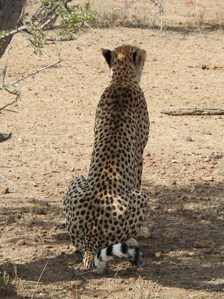 Pionowe Ujęcie Geparda Mashatu Game Reserve Botswana — Zdjęcie stockowe