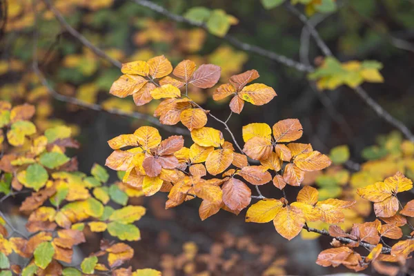 Bükkfa Ágak Közelsége Melyet Ősszel Színes Levelek Borítanak Erdőben — Stock Fotó