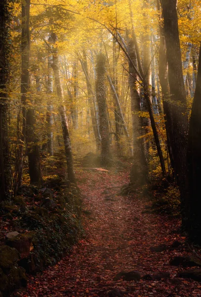 Ένα Όμορφο Κάθετο Πλάνο Του Δάσους Fageda Jorda Στην Ισπανία — Φωτογραφία Αρχείου