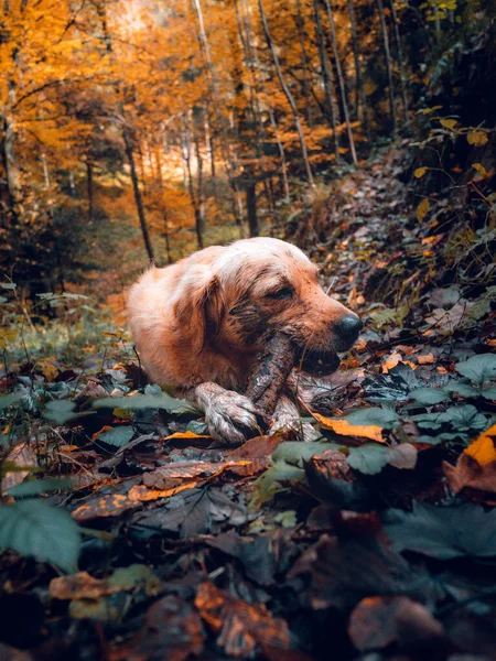 Zbliżenie Pionowy Portret Psa Retrievera Drewnianym Kijem Autumn Lesie — Zdjęcie stockowe