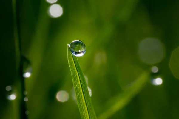 Tiro Foco Raso Orvalho Uma Planta — Fotografia de Stock