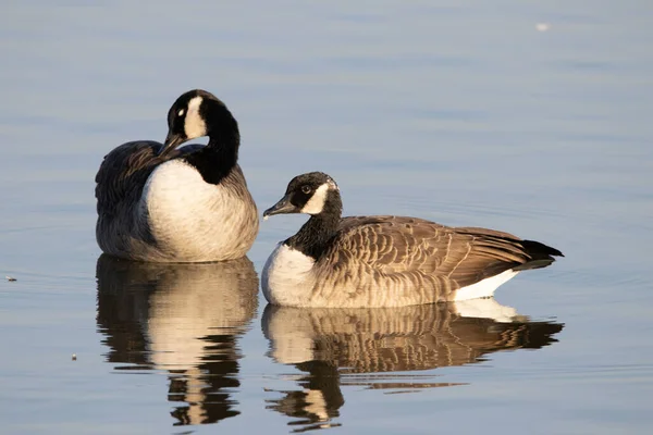 Eine Selektive Fokusaufnahme Kanadischer Gänse Die Auf Einem Teich Treiben — Stockfoto