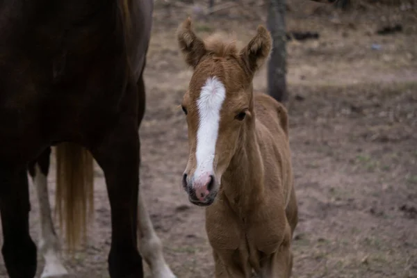 Close Cavalo Bebê Marrom Perto Seu Moderno Rancho Com Fundo — Fotografia de Stock