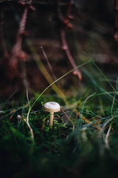 Een Close Shot Van Wilde Paddenstoelen Het Bos — Stockfoto