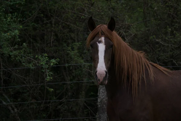 Een Closeup Van Een Bruin Paard Omringd Door Groen Een — Stockfoto