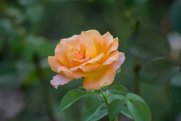 Крупним Планом Знімок Однієї Помаранчевої Квітки Троянди Фоном Природи — стокове фото