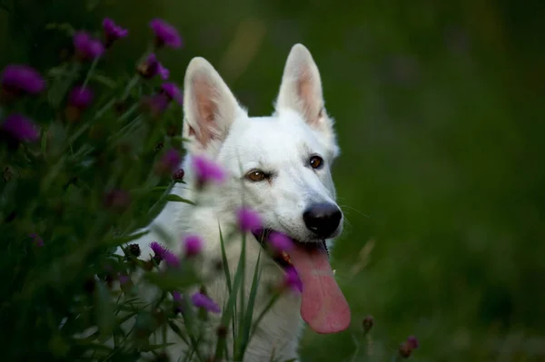 Портрет Білого Швейцарського Собаки — стокове фото
