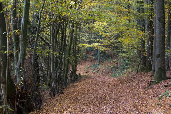 Hermoso Plano Paisaje Forestal Otoñal — Foto de Stock