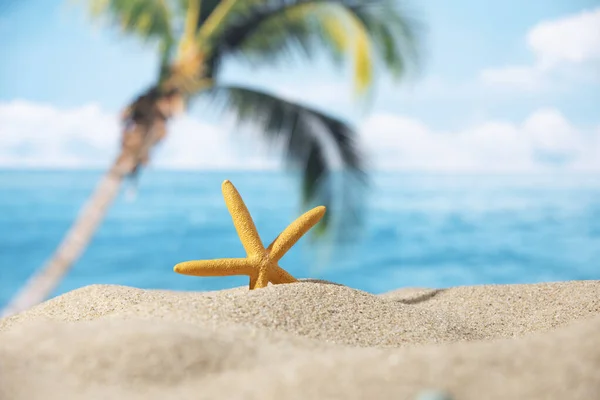 ヤシの木と海の熱帯の背景に砂の中の小さなヒトデの閉鎖 — ストック写真