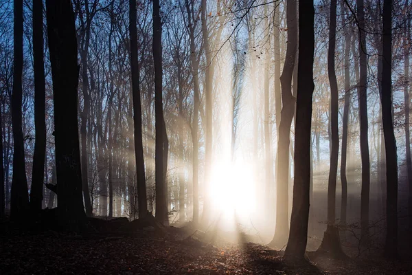 Bosque Cubierto Hojas Secas Árboles Bajo Luz Del Sol Brillante —  Fotos de Stock