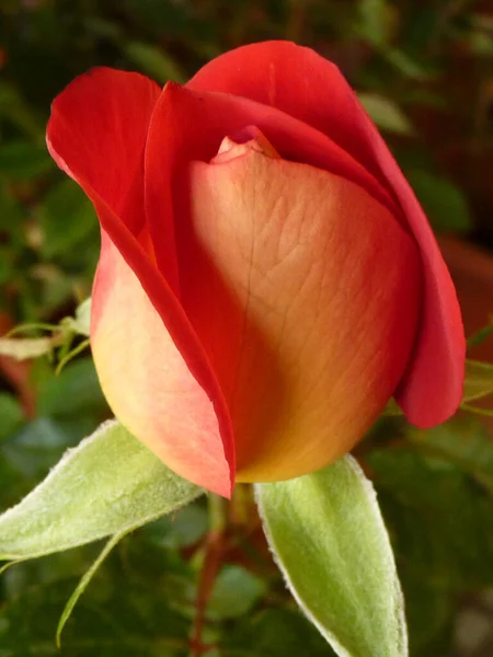 Makro Ujęcie Pięknych Różowych Płatków Róż — Zdjęcie stockowe