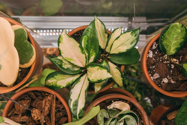 Pandangan Atas Pot Bunga Dengan Berbagai Tanaman Hoya Bintik Dalam — Stok Foto