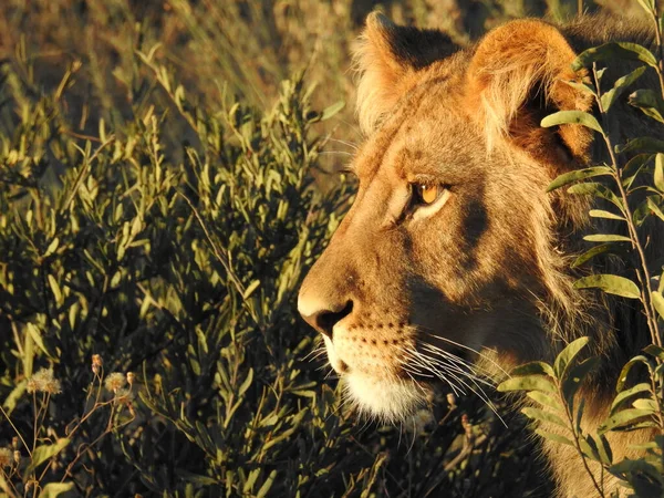 Portrait Lion Dans Delta Okavango Botswana — Photo